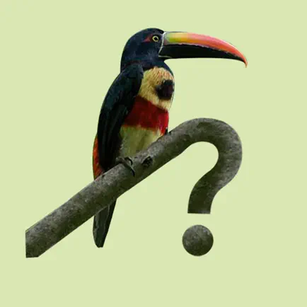 Costa Rica Birds Cheats