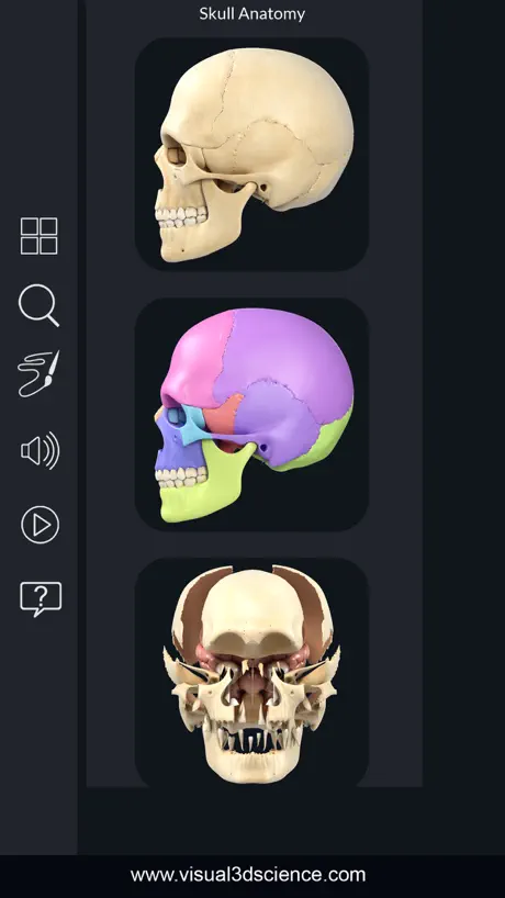 My Skull Anatomy