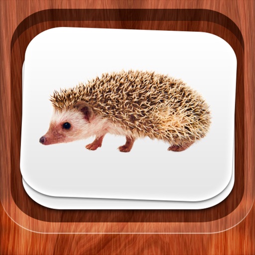 Little Flash Cards Icon