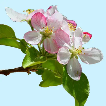 Arkansas Wildflowers Читы