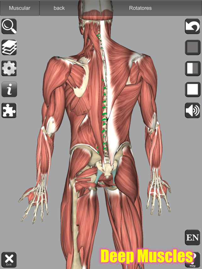 Captura de pantalla d'anatomia 3D