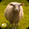 Sheep Sounds Ringtones App Delete