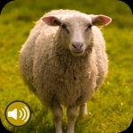 Download Sheep Sounds Ringtones app
