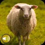 Sheep Sounds Ringtones App Support