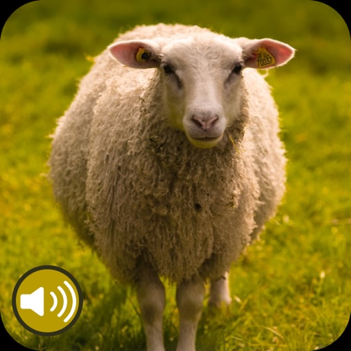 Sheep Sounds Ringtones