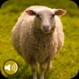 Sheep Sounds Ringtones app download