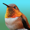 Hummingbirds - Medium (Retina)