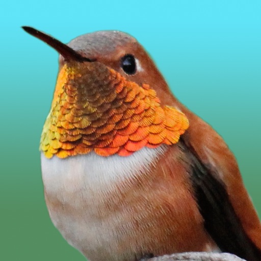 Hummingbirds - Medium (Retina) icon