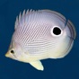 Easy Fish ID Caribbean app download