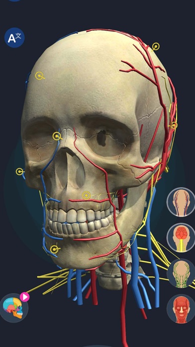 Human Anatomy 3D Screenshot