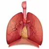 Respiratory System Flashcards App Feedback