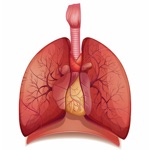 Download Respiratory System Flashcards app
