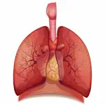 Respiratory System Flashcards App Support
