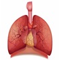 Respiratory System Flashcards app download