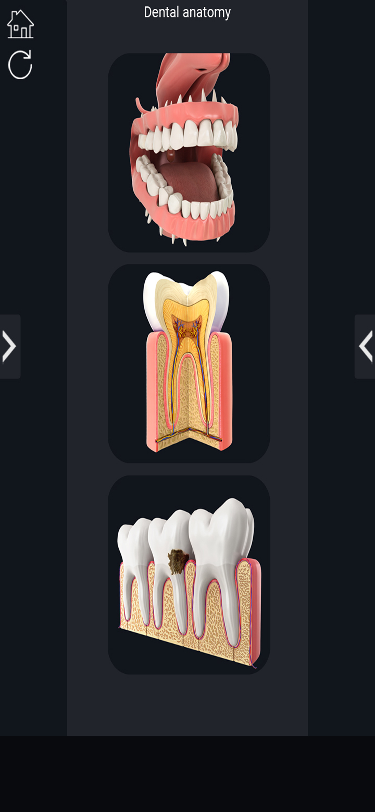 My Dental Anatomy