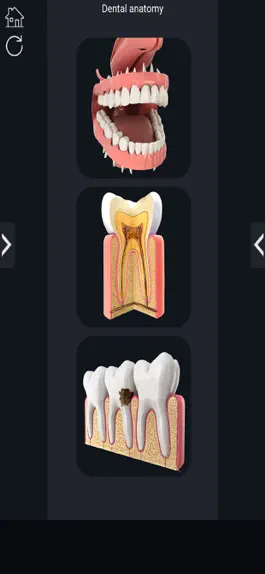 Game screenshot My Dental Anatomy mod apk