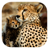 Stuarts’ African Mammals - mydigitalearth.com