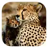 Stuarts’ African Mammals App Feedback