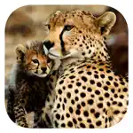 Stuarts’ African Mammals App Support