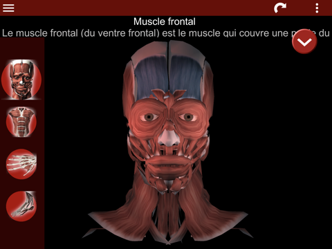 Screenshot #4 pour Système Musculaire 3D Anatomie