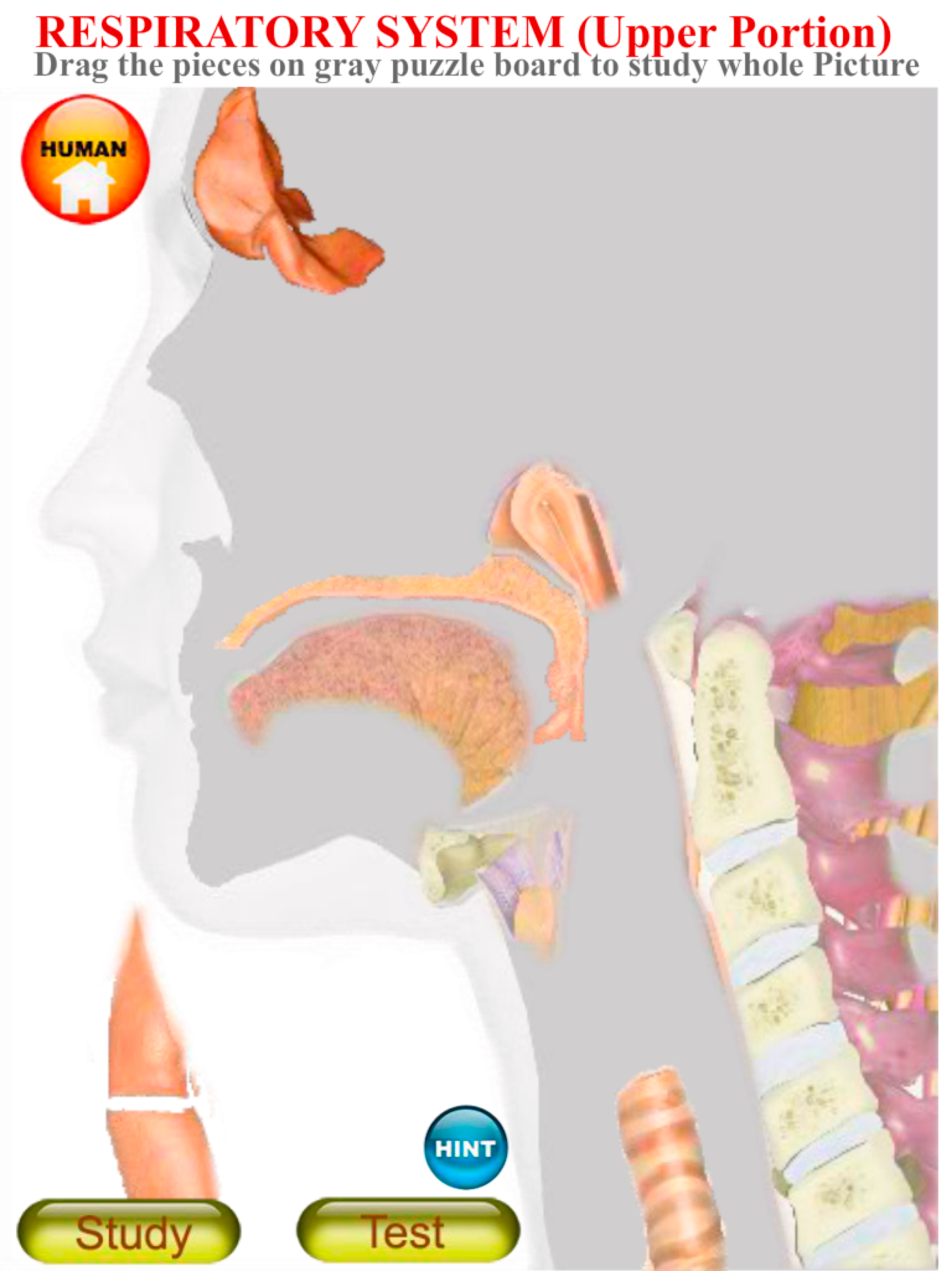 ANATOMY 3D Pro screenshot 13