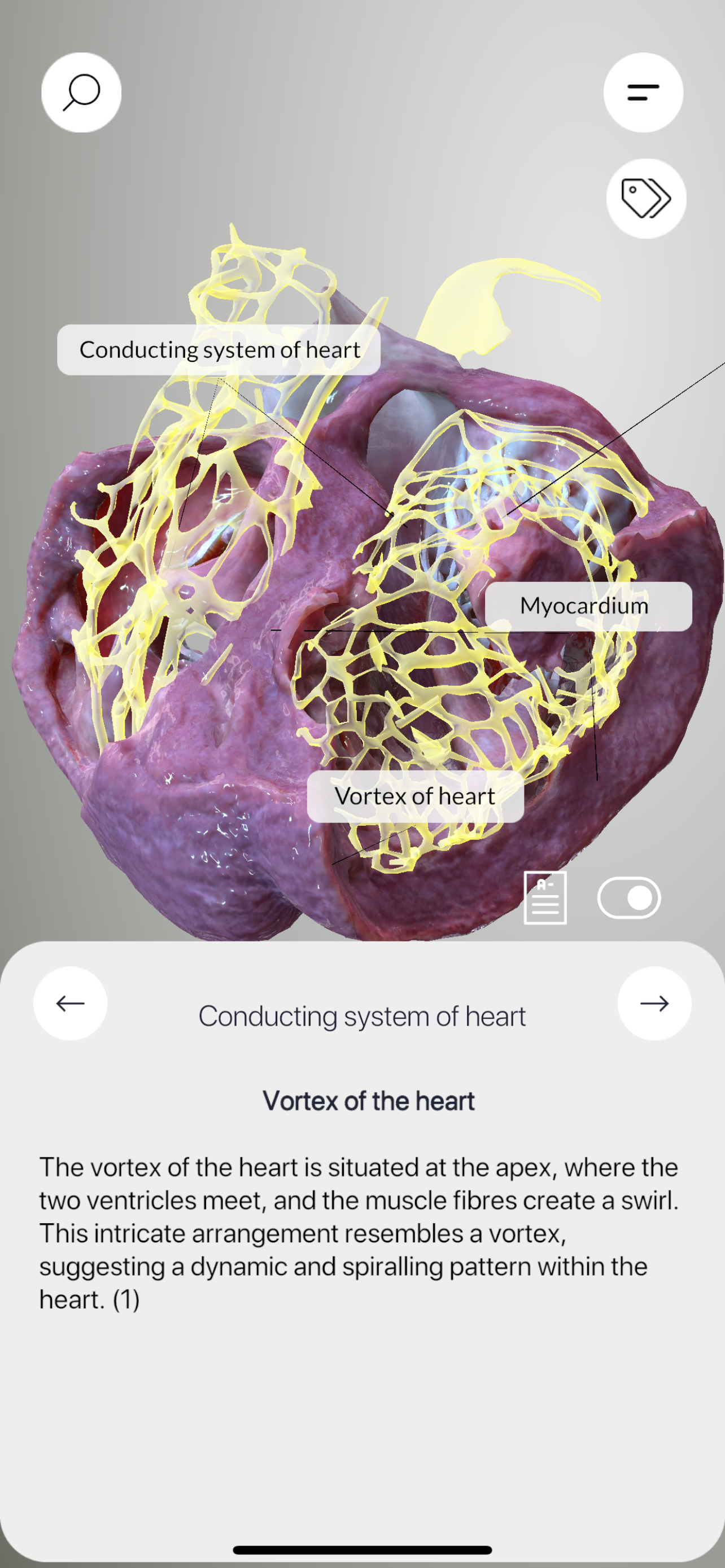 3D Heart Anatomy