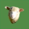 Flocky Count Your Sheep - iPadアプリ
