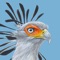 ROBERTS BIRD GUIDE 2 is a new app based on the "Roberts Bird Guide (second edition)" with new illustrations, distribution maps and bird texts for 986 Southern African bird species, including new species and names, and new app functions and features