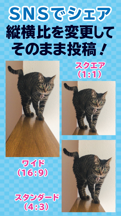 撮る猫 のスクリーンショット