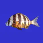 Marine Fish Guide App Contact