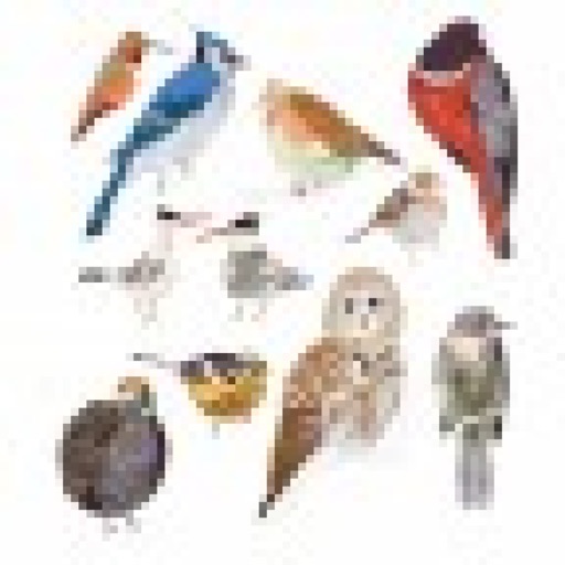 Common Birds Songs icon