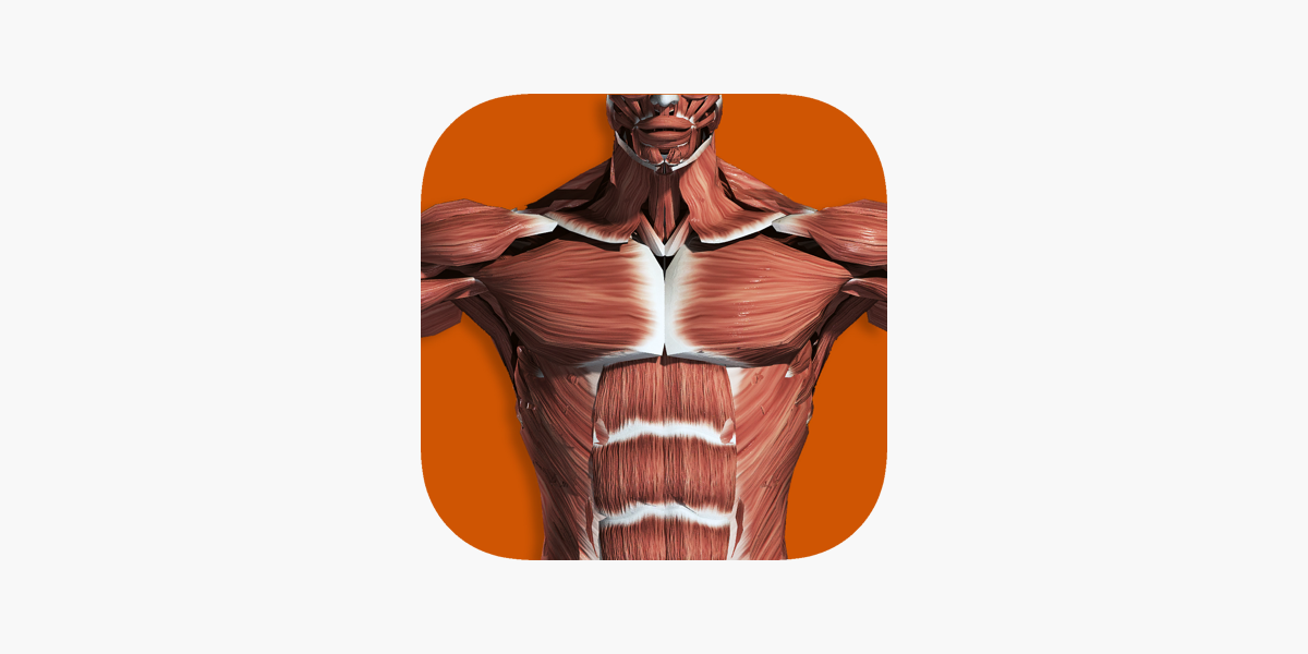 Muscular System 3D anatomy on the App Store