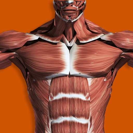 Baixar Muscular System 3D (anatomia)