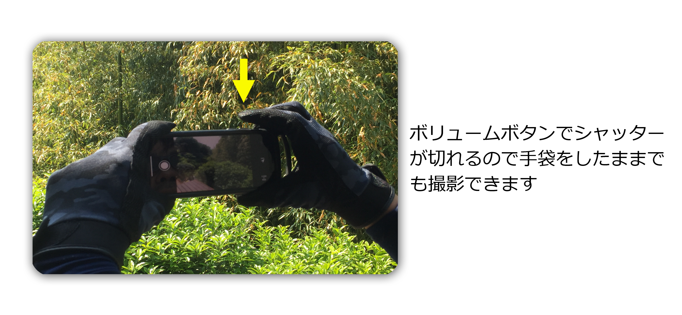 CALSカメラ
