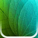 Plants Disease Identification App Positive Reviews