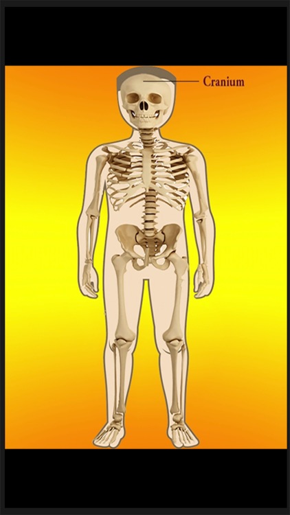 Body Parts Skeletal & Internal screenshot-5
