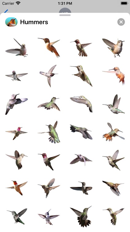 Hummingbird Sticker Pack