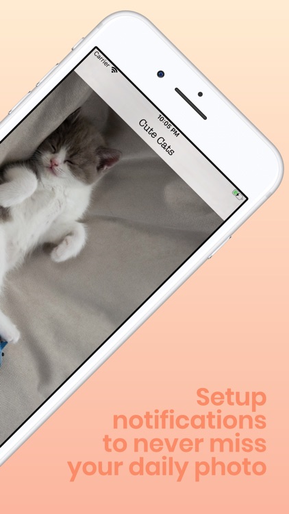 Daily Cute Cats Photos