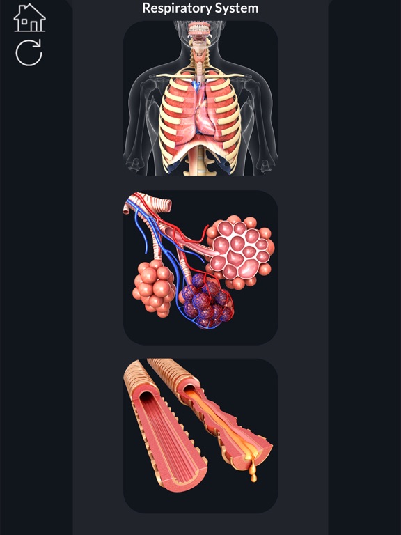 My Respiratory System Anatomyのおすすめ画像1
