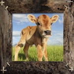 Download Farm Animals Name and Sound app