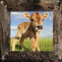 Farm Animals Name and Sound app download