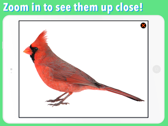 Animal Kingdom (Vertebrates) iPad screenshot