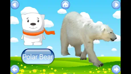Zoo Animals Sound Flash Cards