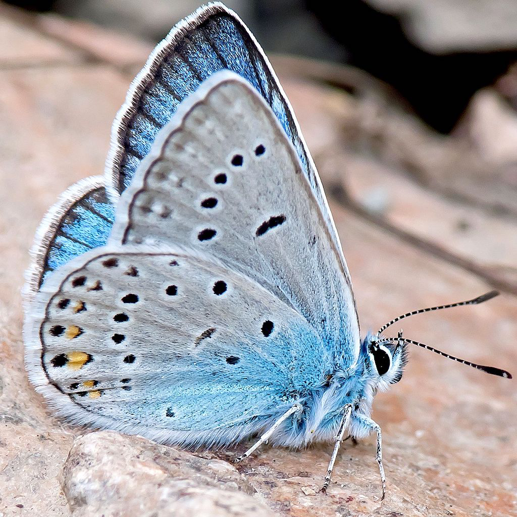 Get Бабочки for iOS, iPhone, iPad Aso Report