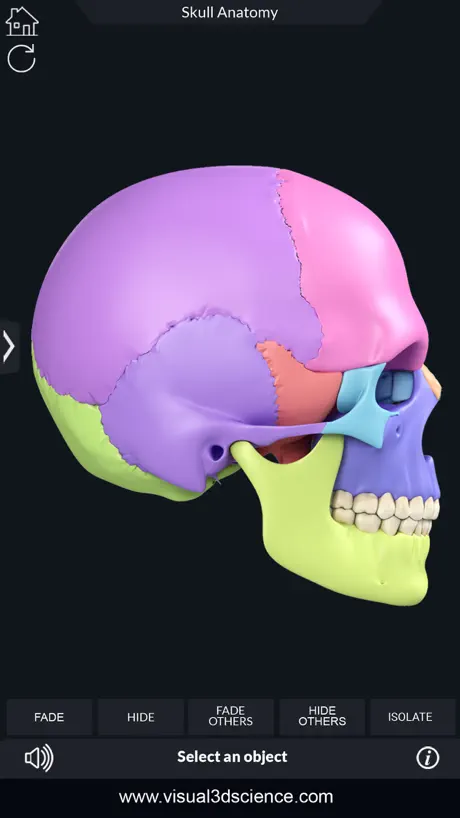 My Skull Anatomy