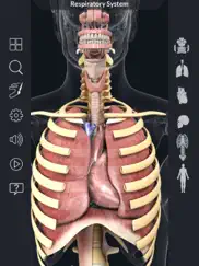 my respiratory system anatomy ipad resimleri 2