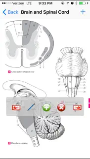 anatomy atlas айфон картинки 2