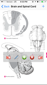 Anatomy Atlas screenshot