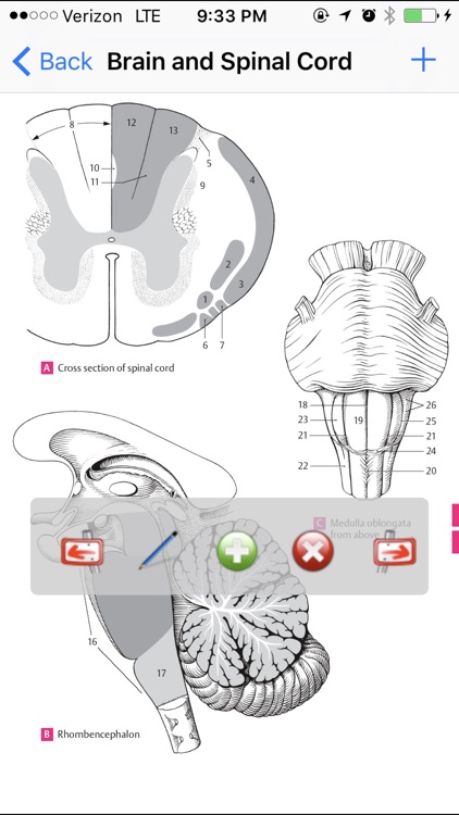 Anatomy Atlas