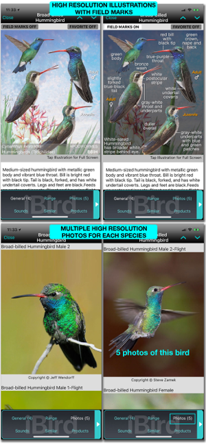 iBird Ultimate Guide to Birds -kuvakaappaus